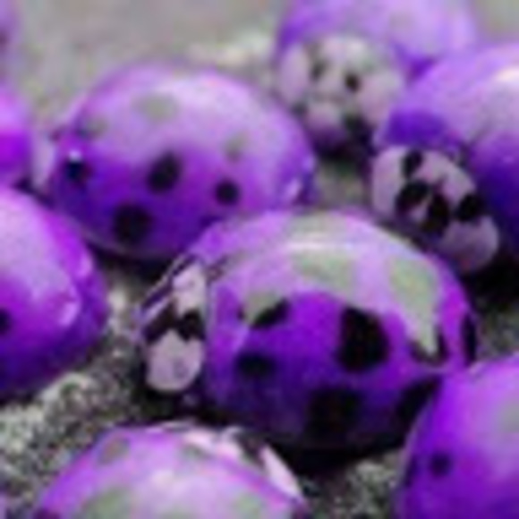 Meet your Posher, Kimmy - Picture 1 of 1